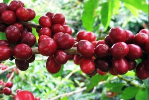 kopi robusta sidikalang sumatera utara - kanalmu